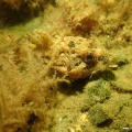 Taurulus bubalis (Langstacheliger Seeskorpion)
